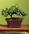 ankara etlik çiçekçi bonsai bitkisi minyatür ağaç