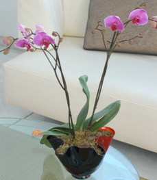 vazo ierisinde tek dal saks orkide iei ankara ucuz iekilikten 
